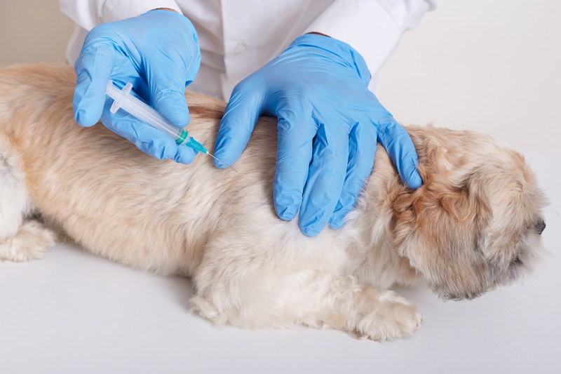 La importancia de las vacunas en animales